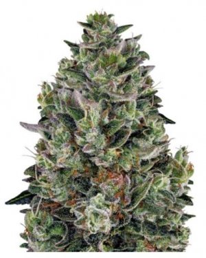 Glookies.jpg Glookies.jpg