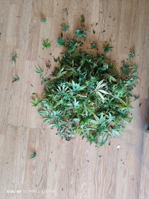 IMG_20230717_105627.jpg IMG_20230717_105627.jpg