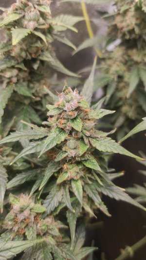 2023-07-17-09-27-17-980.jpg 2023-07-17-09-27-17-980.jpg