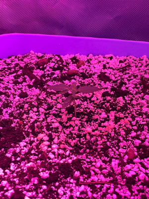 1689573007995.png 1689573007995.png