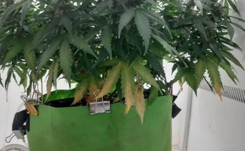 20230717_181940.jpg 20230717_181940.jpg