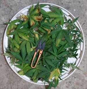 20230717_181924.jpg 20230717_181924.jpg