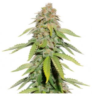 monster moby.jpg monster moby.jpg