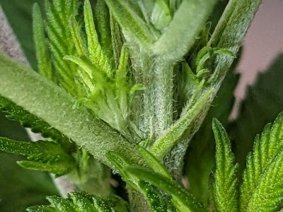 PXL_20230717_155716595.MP.jpg PXL_20230717_155716595.MP.jpg