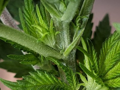 PXL_20230717_155822950.MP.jpg PXL_20230717_155822950.MP.jpg