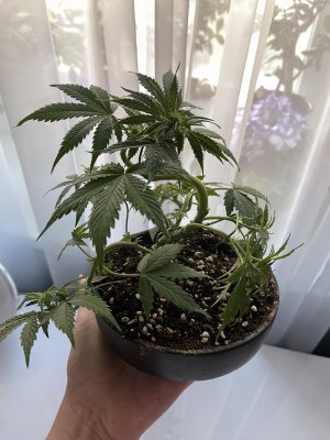 IMG_9088.jpeg IMG_9088.jpeg