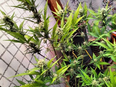 image-2023-07-21 13_18_08 (1).jpg