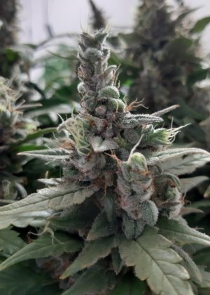 20230729_104207.jpg 20230729_104207.jpg