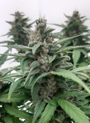 20230729_103415.jpg 20230729_103415.jpg