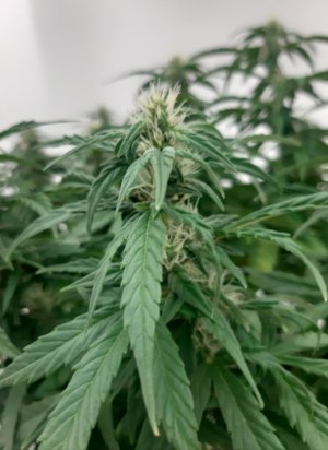 20230729_113712.jpg 20230729_113712.jpg