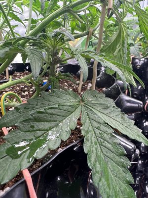 0EF53856-8576-460F-AB20-C3A83AC6F376.jpeg 0EF53856-8576-460F-AB20-C3A83AC6F376.jpeg