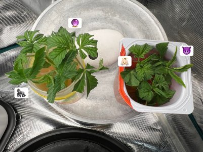 5271EEC4-E3F5-4247-9FCD-C04E101526B8.jpeg 5271EEC4-E3F5-4247-9FCD-C04E101526B8.jpeg