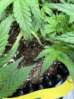 DE14F4C1-FEAF-408F-BBA3-7BC7F3F1CEBA.jpeg DE14F4C1-FEAF-408F-BBA3-7BC7F3F1CEBA.jpeg