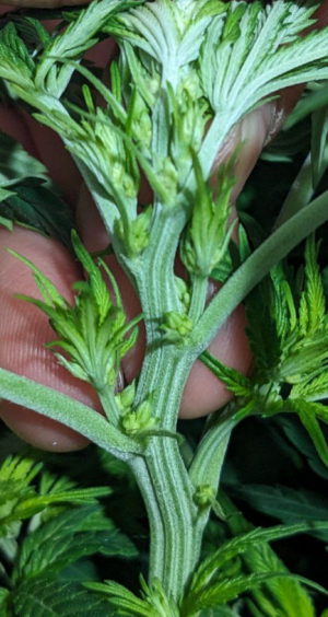 1691002310333.png 1691002310333.png