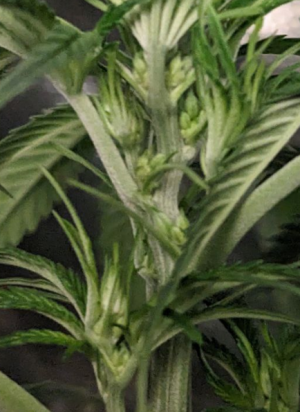 1691002385241.png 1691002385241.png