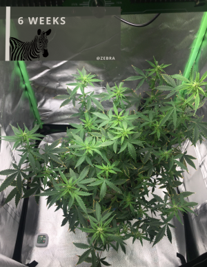 CE96745B-9B81-4F28-BD48-0E2E9C879DBD.png CE96745B-9B81-4F28-BD48-0E2E9C879DBD.png