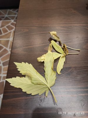 IMG_20230809_024546.jpg IMG_20230809_024546.jpg