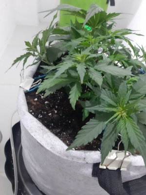 20230810_191955.jpg 20230810_191955.jpg