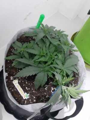 20230811_194125.jpg 20230811_194125.jpg