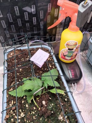 IMG_20230813_074635.jpg IMG_20230813_074635.jpg