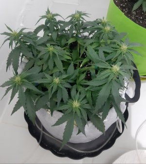 20230812_201242.jpg 20230812_201242.jpg