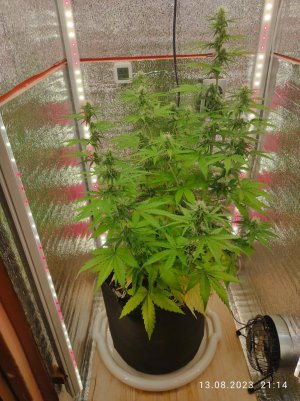 IMG_20230813_211442.jpg IMG_20230813_211442.jpg