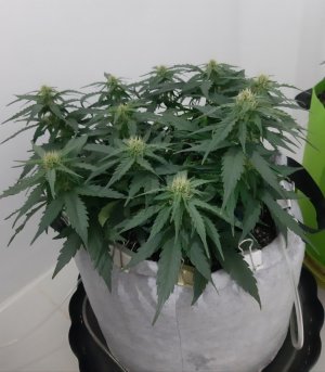 20230813_145140.jpg 20230813_145140.jpg