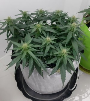 20230813_145107.jpg 20230813_145107.jpg