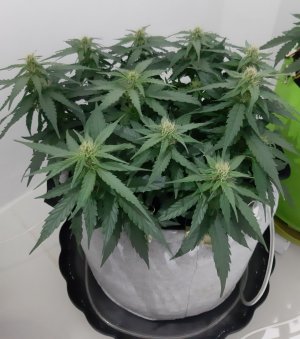 20230813_144948.jpg 20230813_144948.jpg