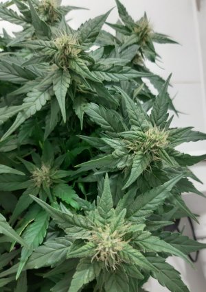 20230814_224731.jpg 20230814_224731.jpg