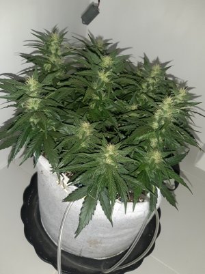 20230815_201617.jpg 20230815_201617.jpg