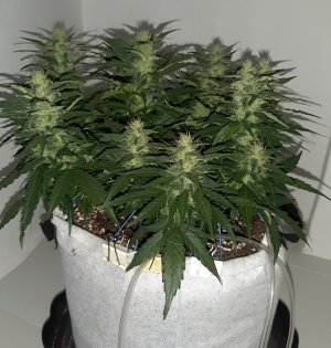 20230815_201513.jpg 20230815_201513.jpg