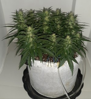 20230815_201420.jpg 20230815_201420.jpg