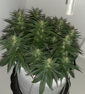 20230815_201310.jpg 20230815_201310.jpg