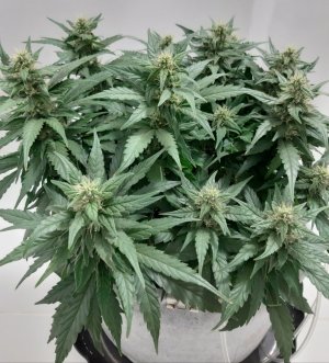 20230815_201205.jpg 20230815_201205.jpg