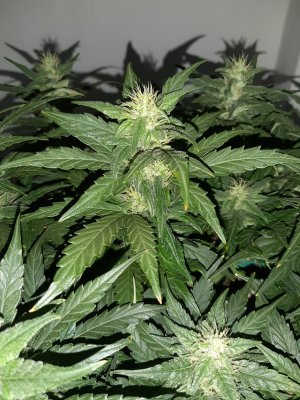 20230815_201255.jpg 20230815_201255.jpg