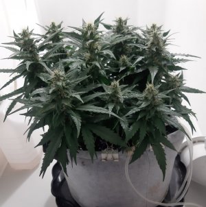 20230815_201118.jpg 20230815_201118.jpg