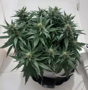 20230815_201135.jpg 20230815_201135.jpg