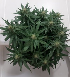 20230815_201053.jpg 20230815_201053.jpg