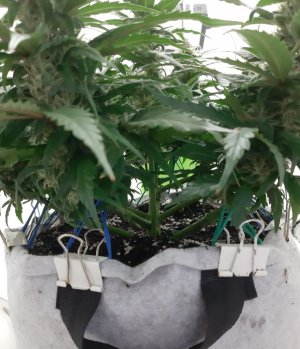 20230815_200906.jpg 20230815_200906.jpg