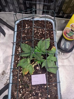 IMG_20230819_111253.jpg IMG_20230819_111253.jpg