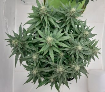 20230817_155401.jpg 20230817_155401.jpg