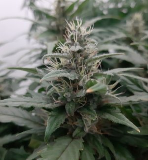 20230817_155330.jpg 20230817_155330.jpg