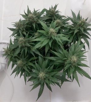 20230817_155445.jpg 20230817_155445.jpg