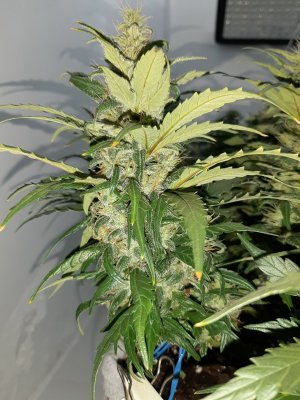 20230819_150056.jpg 20230819_150056.jpg