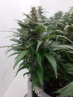 20230819_150500.jpg 20230819_150500.jpg