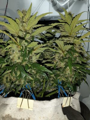 20230819_150658.jpg 20230819_150658.jpg