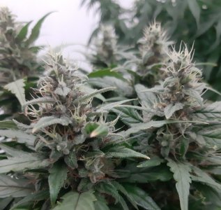 20230819_151213.jpg 20230819_151213.jpg