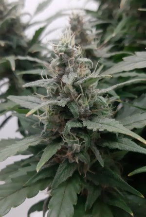 20230819_151238.jpg 20230819_151238.jpg