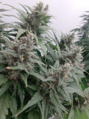 20230819_151120.jpg 20230819_151120.jpg